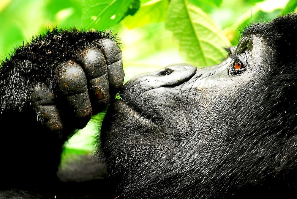 Sanctuary Gorilla Forest Camp Hotel Ntungamo  Exterior photo