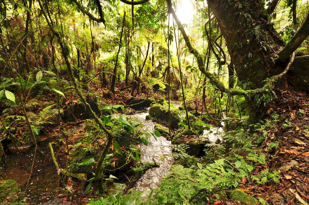 Sanctuary Gorilla Forest Camp Hotel Ntungamo  Exterior photo